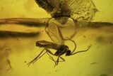 Two Detailed Fossil Flies (Diptera) In Baltic Amber #87195-2